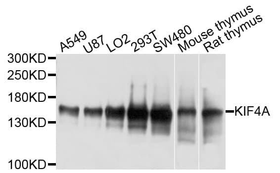 KIF4A Antibody