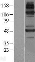JMJD6 / PSR Protein (Over-Expression Lysate Myc-DDK (Flag))
