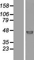 FAM188A / C10orf97 Protein (Over-Expression Lysate Myc-DDK (Flag))