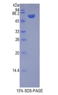 Pig CHGB / Chromogranin B Protein (Recombinant His-GST)