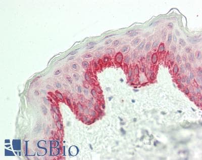 IHC-plus™ Polyclonal Rabbit anti-Human EIF2S2 Antibody (aa283-333, IHC, WB)