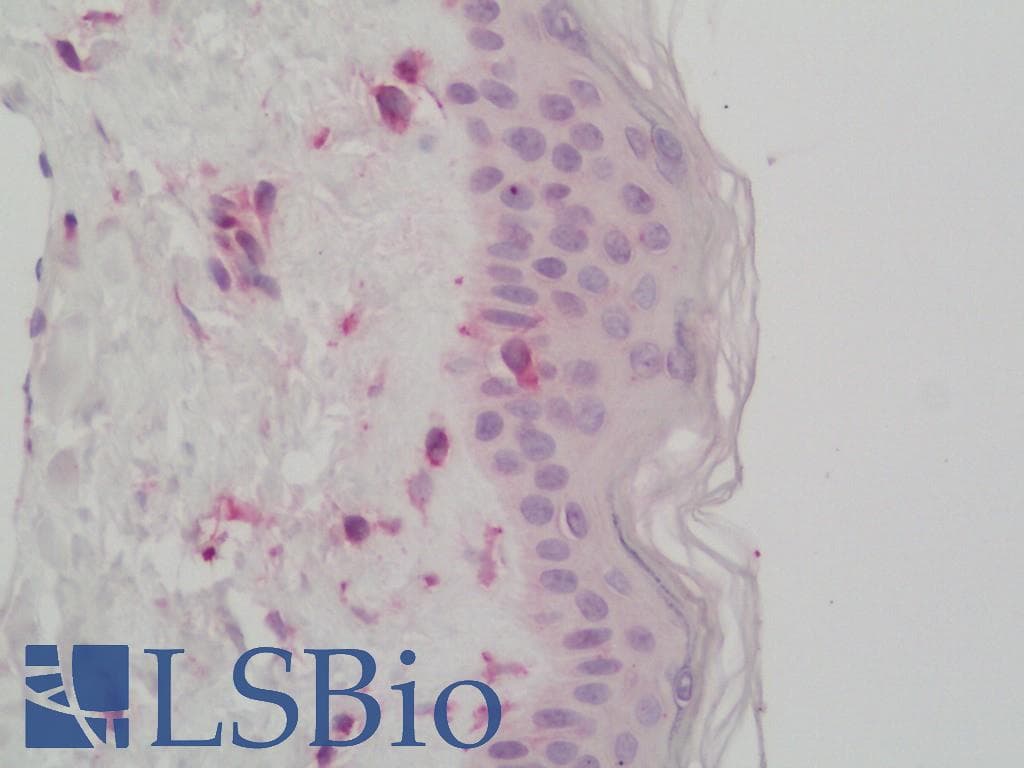 IHC-plus™ RELN / Reelin Antibody