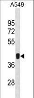 MKRN1 Antibody (aa184-213)