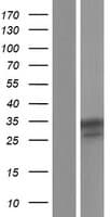 NLRP12 Protein (Over-Expression Lysate Myc-DDK (Flag))