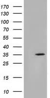 SDR9C7 Antibody (clone OTI4B5)
