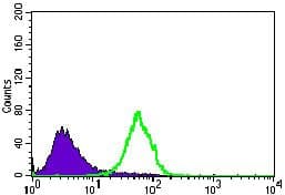 Monoclonal Mouse anti-Human NES / Nestin Antibody (clone 1A9G12, Amino Acid: 419-588, WB)
