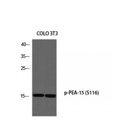PEA15 / PEA-15 Antibody (50-130 aa)