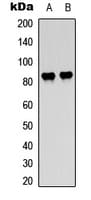 RAF1 / RAF Antibody (C-Terminus)