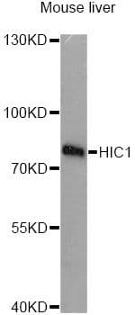 HIC1 Antibody