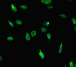 HIST1H3A Antibody