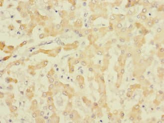 EFNB3 / Ephrin B3 Antibody