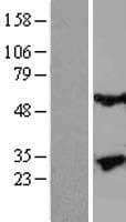 Human KLK13 / Kallikrein 13 Protein (Over-Expression Lysate Myc-DDK (Flag))