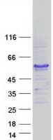 Human Junctin / ASPH Protein (Recombinant Myc-DDK (Flag))