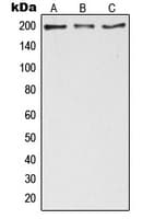Polyclonal Rabbit anti-Human ZC3H13 Antibody (C-Terminus, WB)