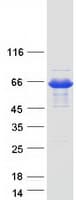 Human AKT1 Protein (Recombinant Myc-DDK (Flag))