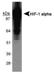 HIF1A / HIF1 Alpha Antibody (Exon 12)