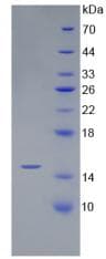 Human BMP4 Protein (Recombinant His)
