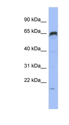 PRDM8 Antibody (N-Terminus)