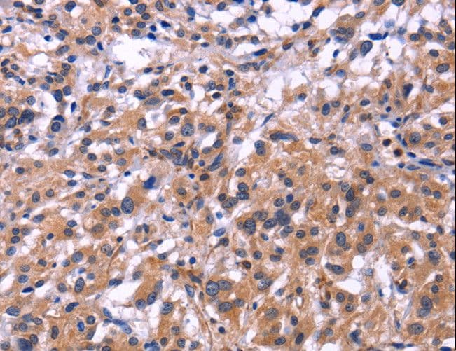 SIGLEC5 / CD170 Antibody