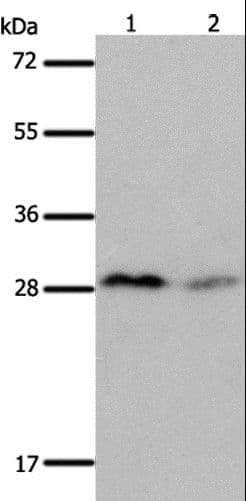 KLK7 / Kallikrein 7 Antibody