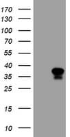 MAFB Antibody (clone OTI2F12)