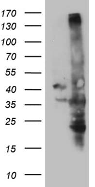 USB1 Antibody (clone OTI1B1, Carrier-free)