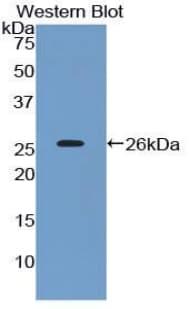 CD200 Antibody (aa31-232)