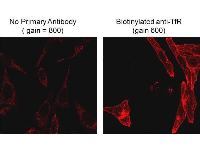 Monoclonal Mouse Biotin Antibody (clone 4C7.D5, IHC, IF, WB)