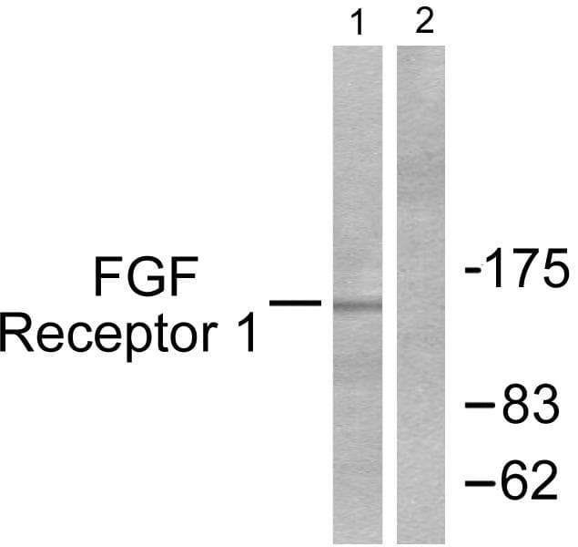 FGFR1 / FGF Receptor 1 Antibody (p154)