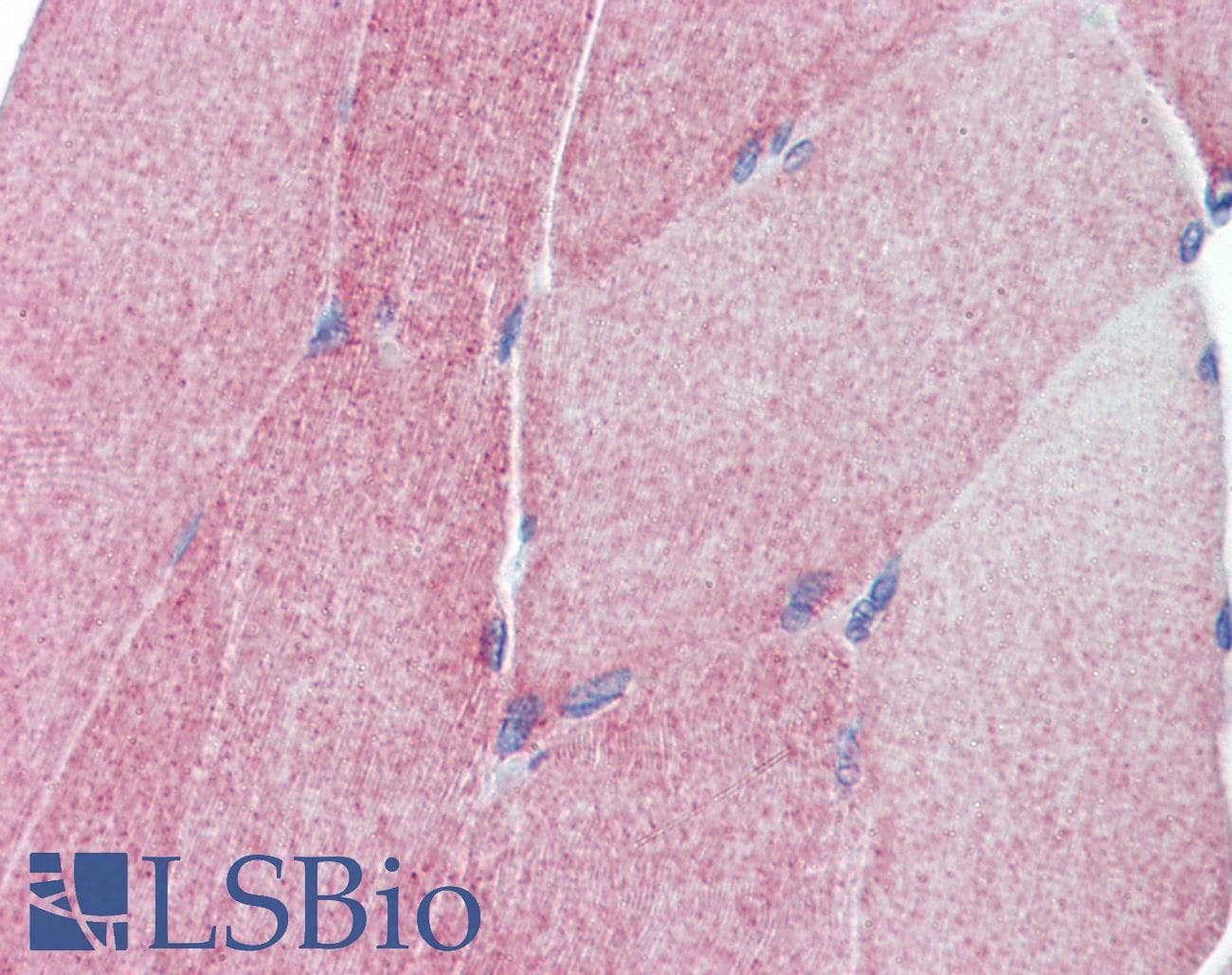TEAD4 Antibody (C-Terminus)