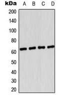 Polyclonal Rabbit anti-Human PRKAA1 / AMPK Alpha 1 Antibody (phospho-Ser496, IHC, IF, WB)
