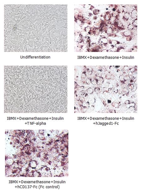 Human JAG1 / Jagged 1 Protein (Recombinant Human IgG1 Fc)