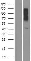 Human OR10X1 Protein (Over-Expression Lysate Myc-DDK (Flag))