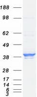 Human ELAVL1 / HUR Protein (Recombinant Myc-DDK (Flag))