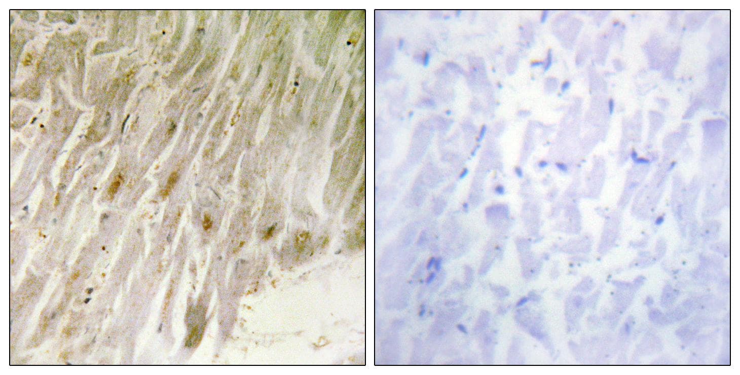 CEBPG / CEBP Gamma Antibody