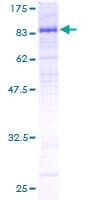 Human CDC25B Protein (Recombinant GST)
