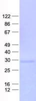 Human THAP6 Protein (Recombinant His, N-Terminal)
