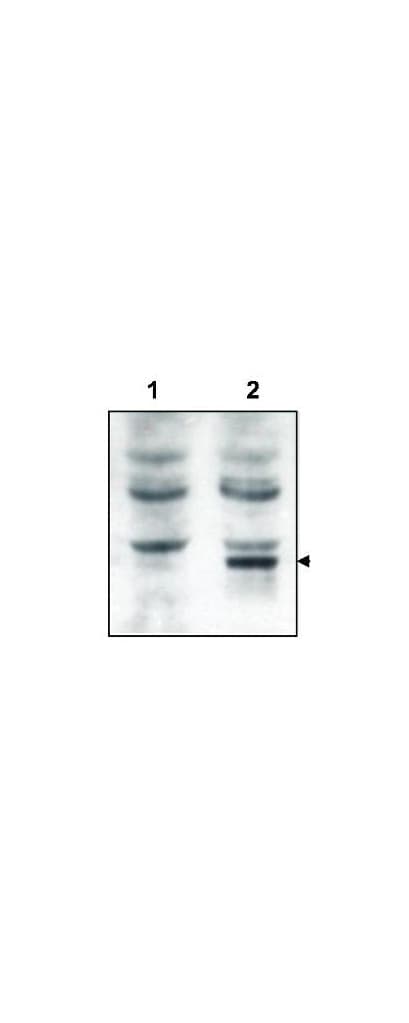 GRASP Antibody