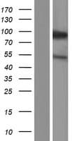 Human KIFC3 Protein (Over-Expression Lysate Myc-DDK (Flag))