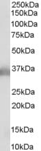 PathPlus™ Polyclonal Goat anti-Human APOE / Apolipoprotein E Antibody (aa305-317, IHC, WB)