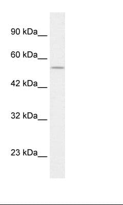 EGLN1 / PHD2 Antibody (C-Terminus)