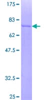 Human CD4 Protein (Recombinant GST)
