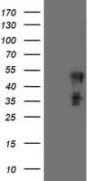 SCHIP1 Antibody (clone OTI2E6, Carrier-free)