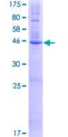 Human FAXDC2 / C5orf4 Protein (Recombinant GST)