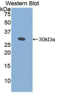 Basigin / Emmprin / CD147 Antibody (aa87-323, APC)