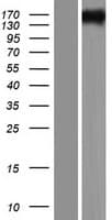 Human TTC21A Protein (Over-Expression Lysate Myc-DDK (Flag))