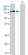 DVL3 / Dishevelled 3 Antibody (clone 4H2)