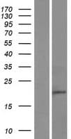 C8orf44 Protein (Over-Expression Lysate Myc-DDK (Flag))