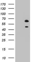 RBFOX1 / A2BP1 Antibody (aa1-210, clone OTI1F7)