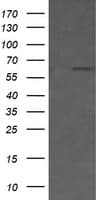 CD19 Antibody (clone OTI2G7)